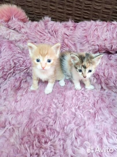 Котята в дар бесплатно