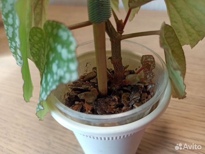 Бегония White ice