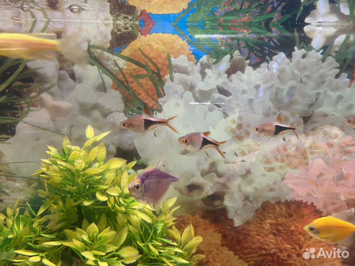 Аквариумные рыбки