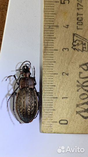 Жук жужелица решётчатая Carabus cancellatus