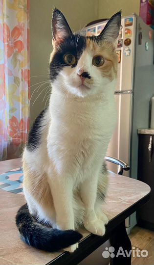 Стерилизованая кошечка ищет дом