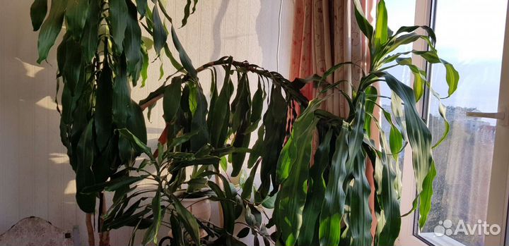 Драцена юкка