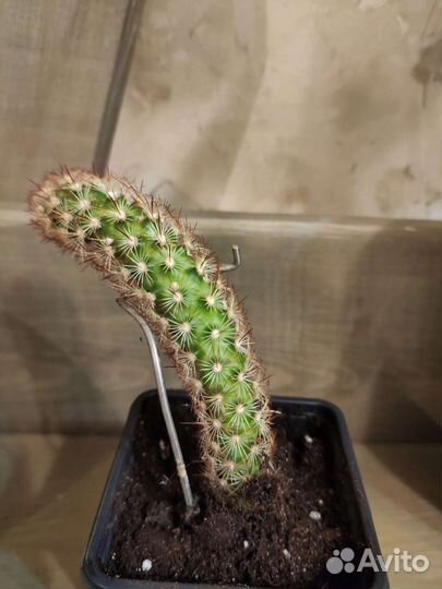 Кактус 3 разных сорта