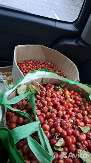 Продам яблоки