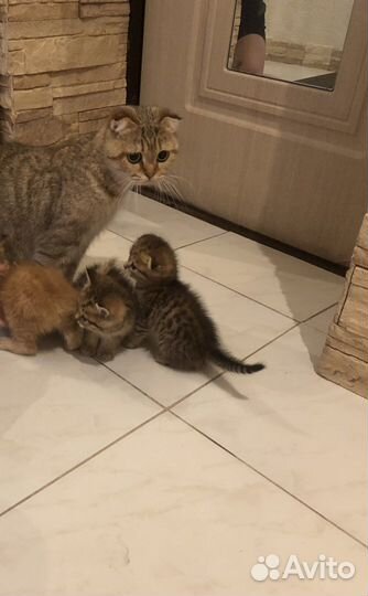 Котята