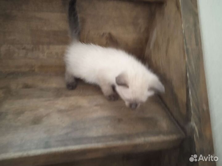 Кошка в дар бесплатно