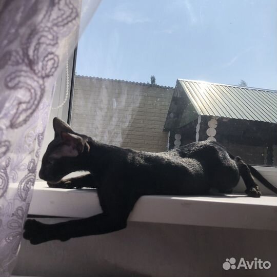 Ориентальные котята черные