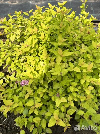 Спирея японская голдмаунд