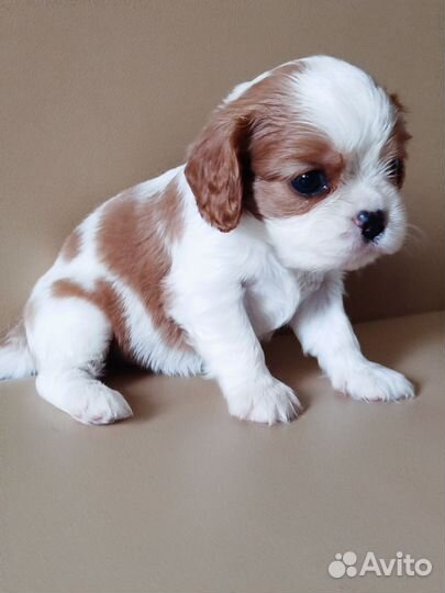 Девочка. РКФ