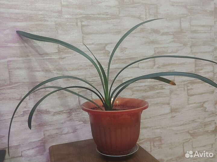 Комнатные цветы кливия