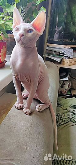 Разноглазый Котик сфинкс