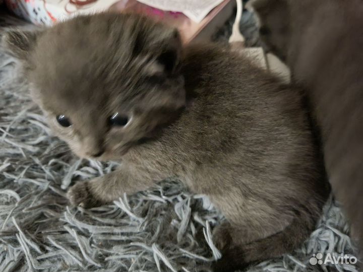 Кошки в добрые руки