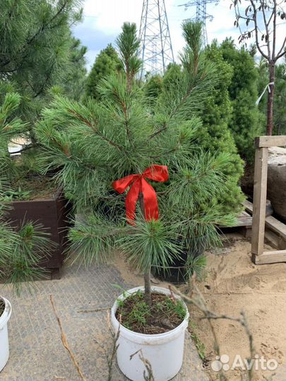 Саженец кедра Сибирского 13 лет