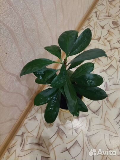 Фикус каучуконосный