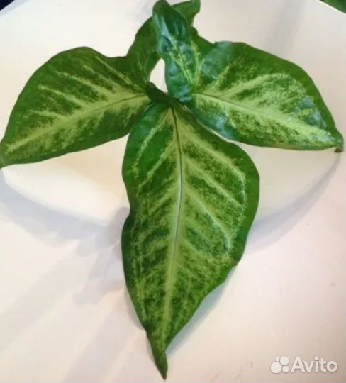 Сингониум Spear Point