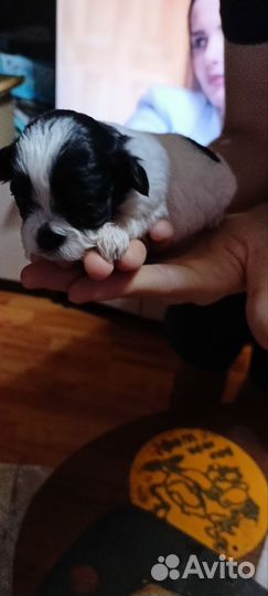 Собаки ши-тцу