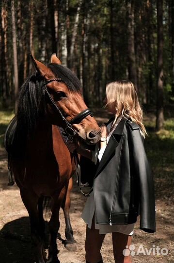 Прокат на лошади и обучение