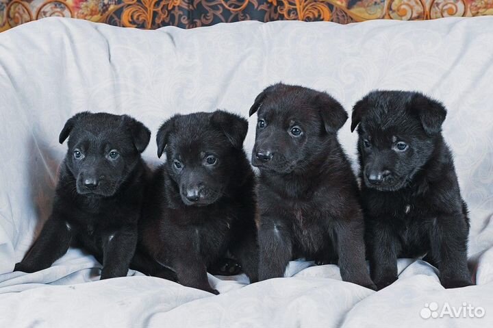 Черные щенки -угольки от черных немецких овчарок