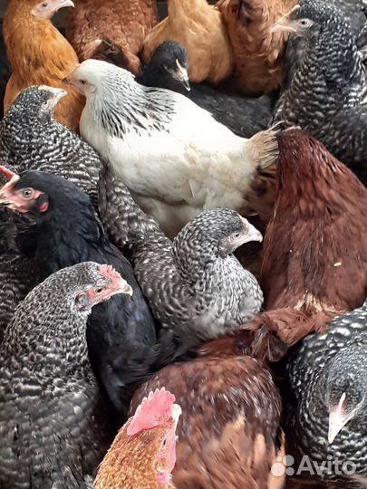 Курицы несушки белые