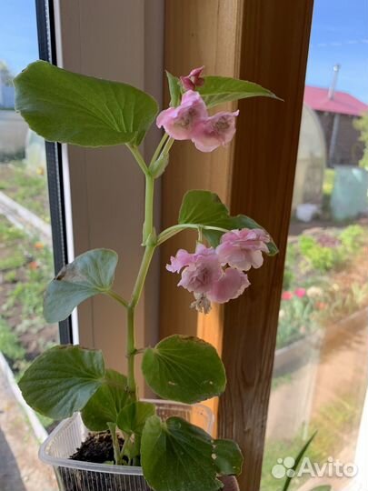 Бегония вечноцветущая