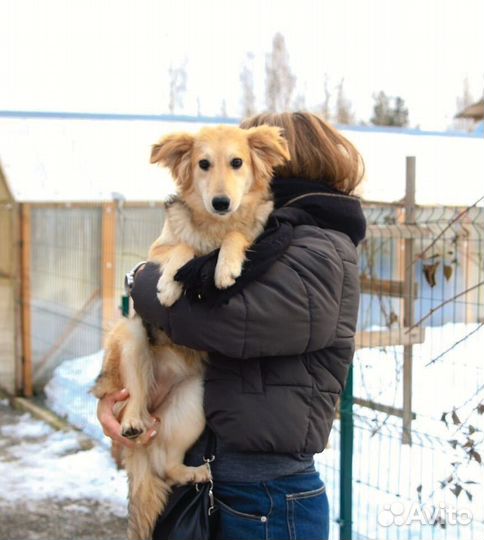 Небольшая собачка в добрые руки