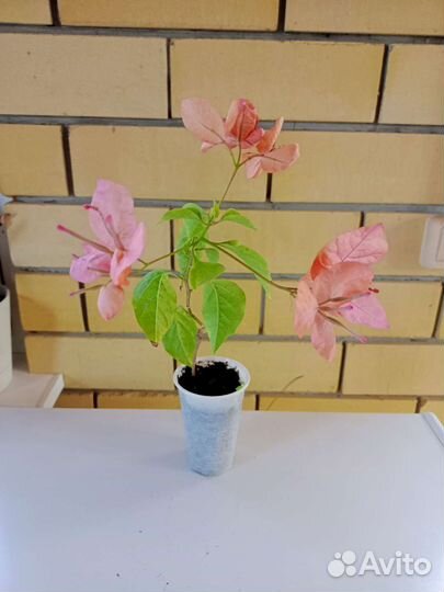 Бугенвиллея