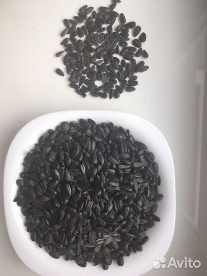 Подсолнечник калиброванный сорт спк