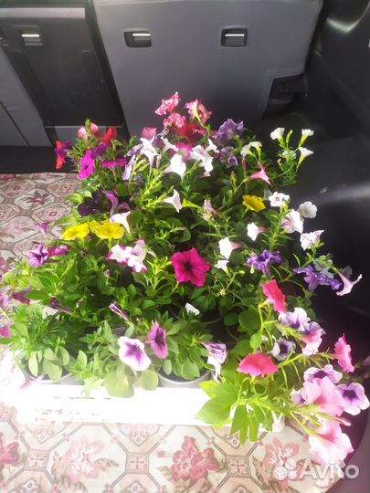 Вегетативная петуния