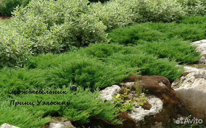 Можжевельник стелющийся (распростертый)