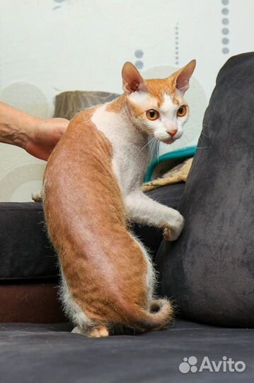 Донской сфинкс