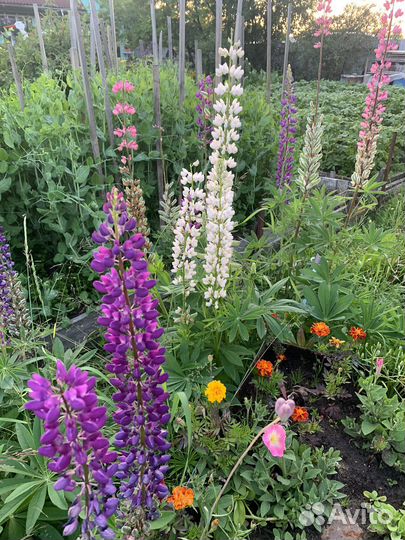 Многолетние цветы