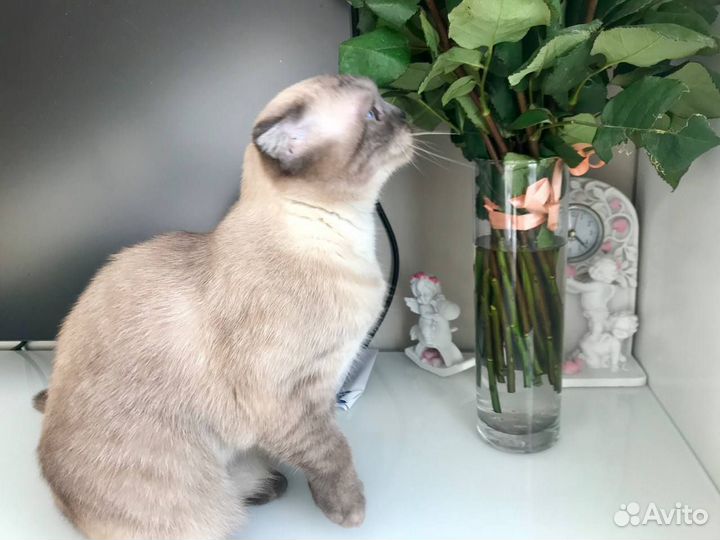 Шотландская вислоухая кошка бесплатно