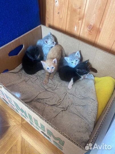 Котята в добрые руки