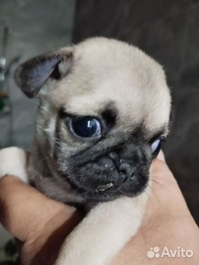 Щенки мопса