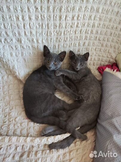 Отдаются самые Лучшие котята