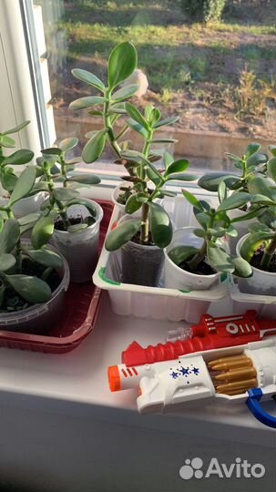 Клеродендрум томпсона бронь