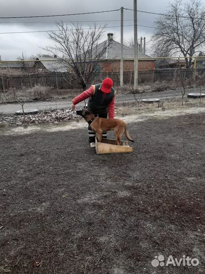 Дрессировка собак
