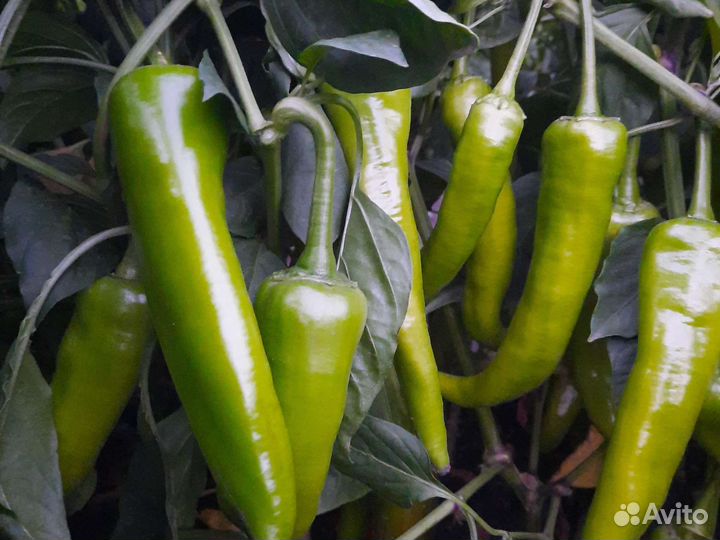 Овощи оптом