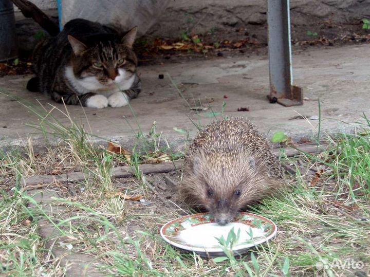 Ёжики ежи дачные