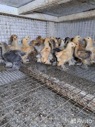Цыплята суточные