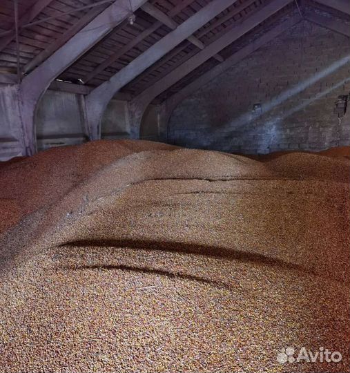 Сахарная свёкла, Кормовой ячмень на корм/посев