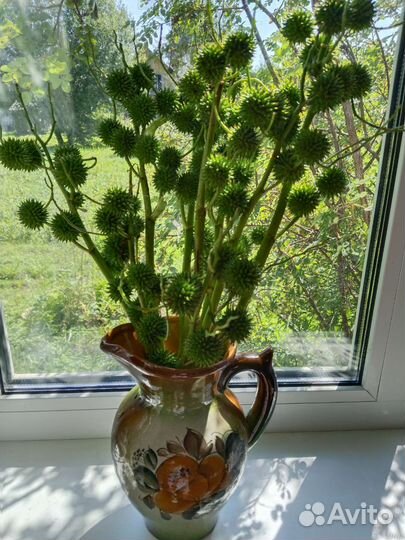 Букеты из ежеголовника