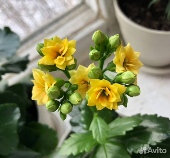 Комнатные цветы каланхоэ