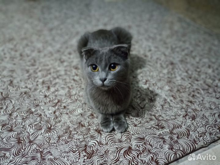 Отдам в добрые руки