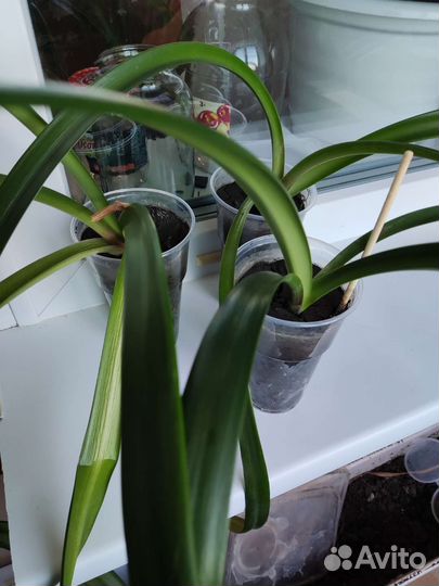 Цветок аморалис