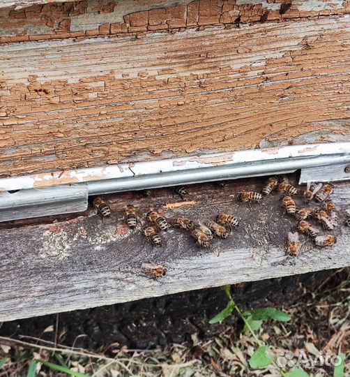 Акациевый мед 2024 года только оптом от 16кг