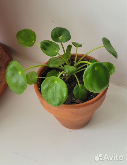 Пилея пеперомиевидная