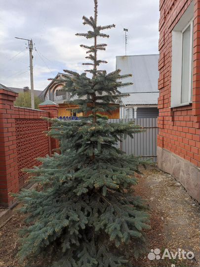 Ель голубая