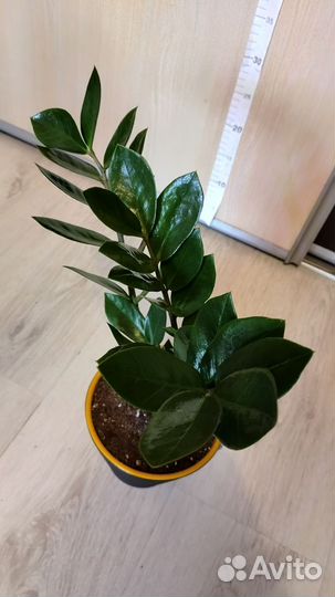 Замиокулькас в кашпо 14 см