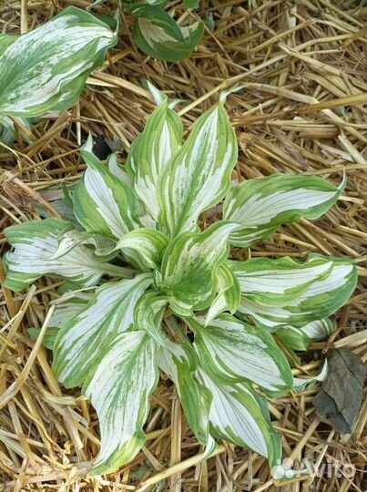 Хоста (многолетник)